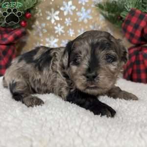 Snickers, Shih-Poo Puppy